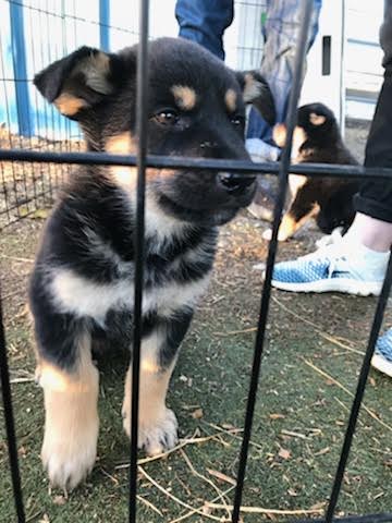 butiksindehaveren Lada Ydmyg Puppy Abby — HEARTS FOR PAWS