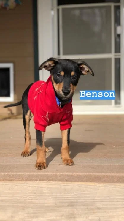 Puppy Benson 