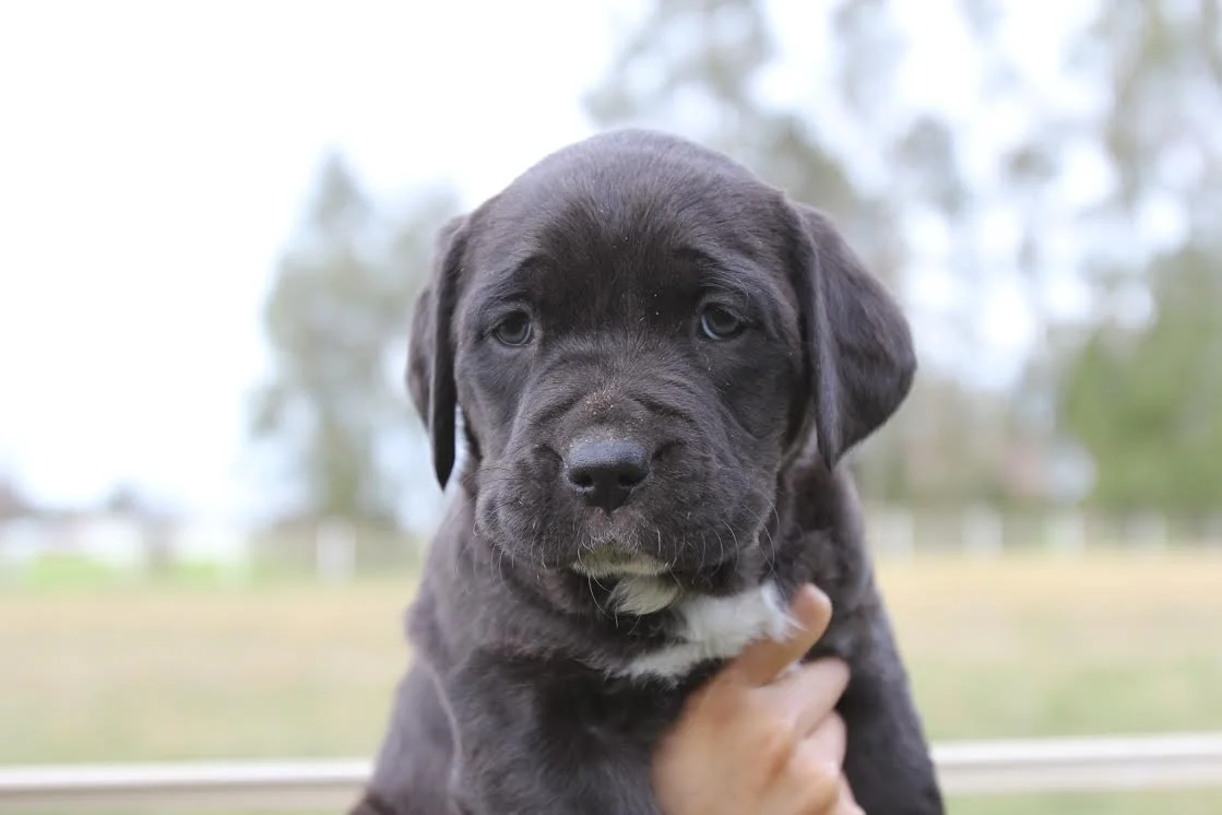 Puppy Sugar Booger
