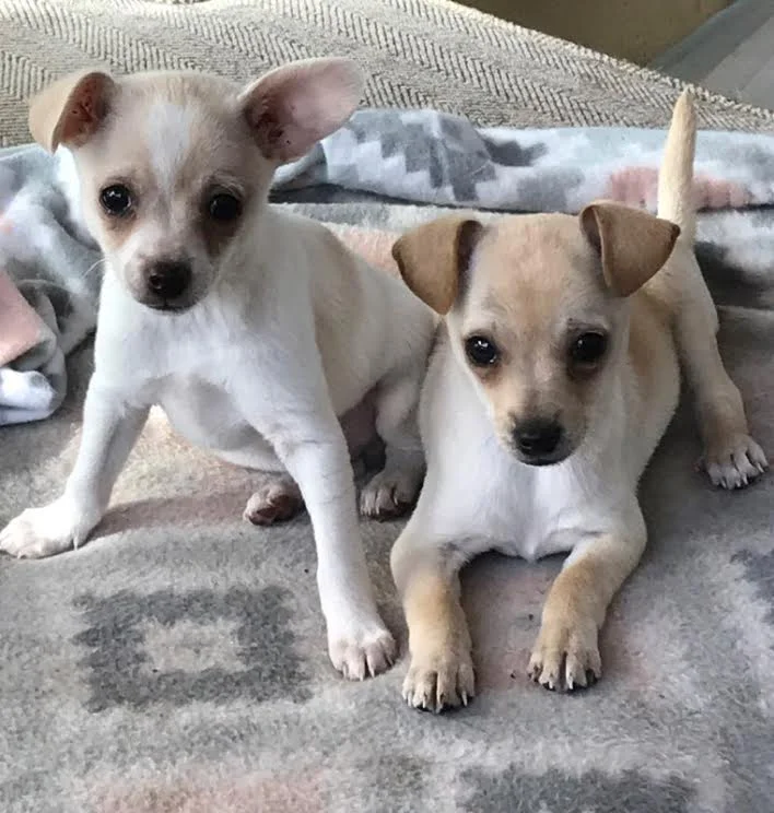 Puppy Chocolate Chip 