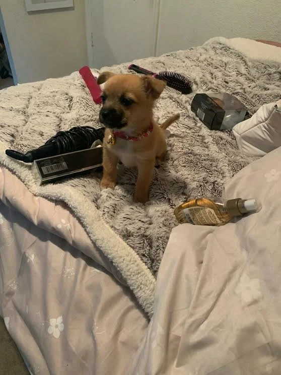 Puppy Frida