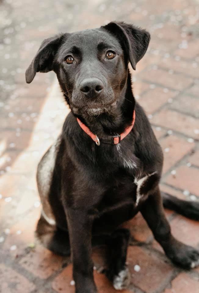 Puppy Chloe