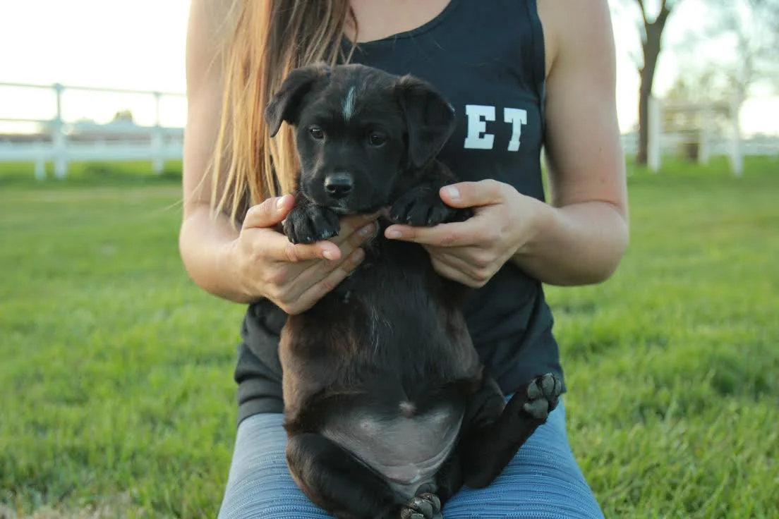 Puppy Ireland