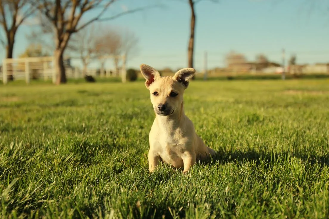 Puppy Maple
