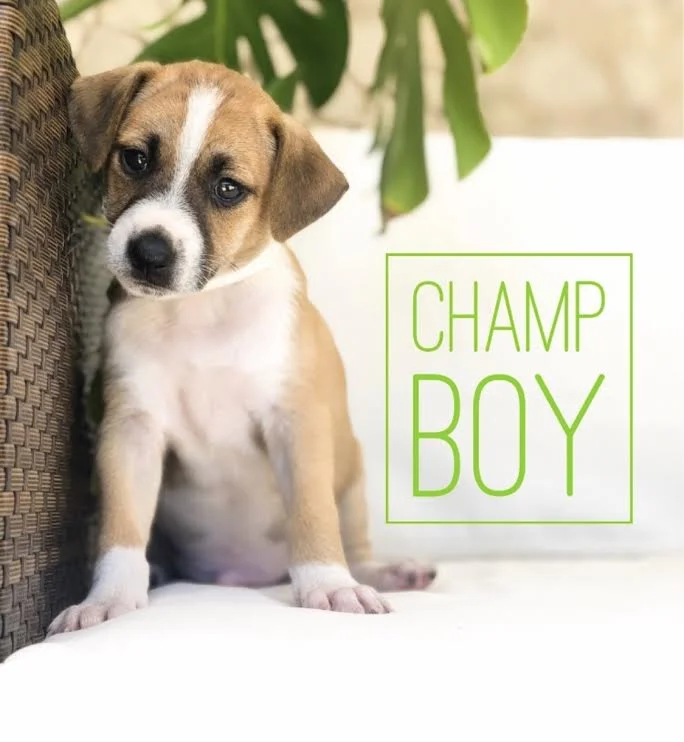 Puppy Champ