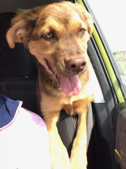 Puppy Maya