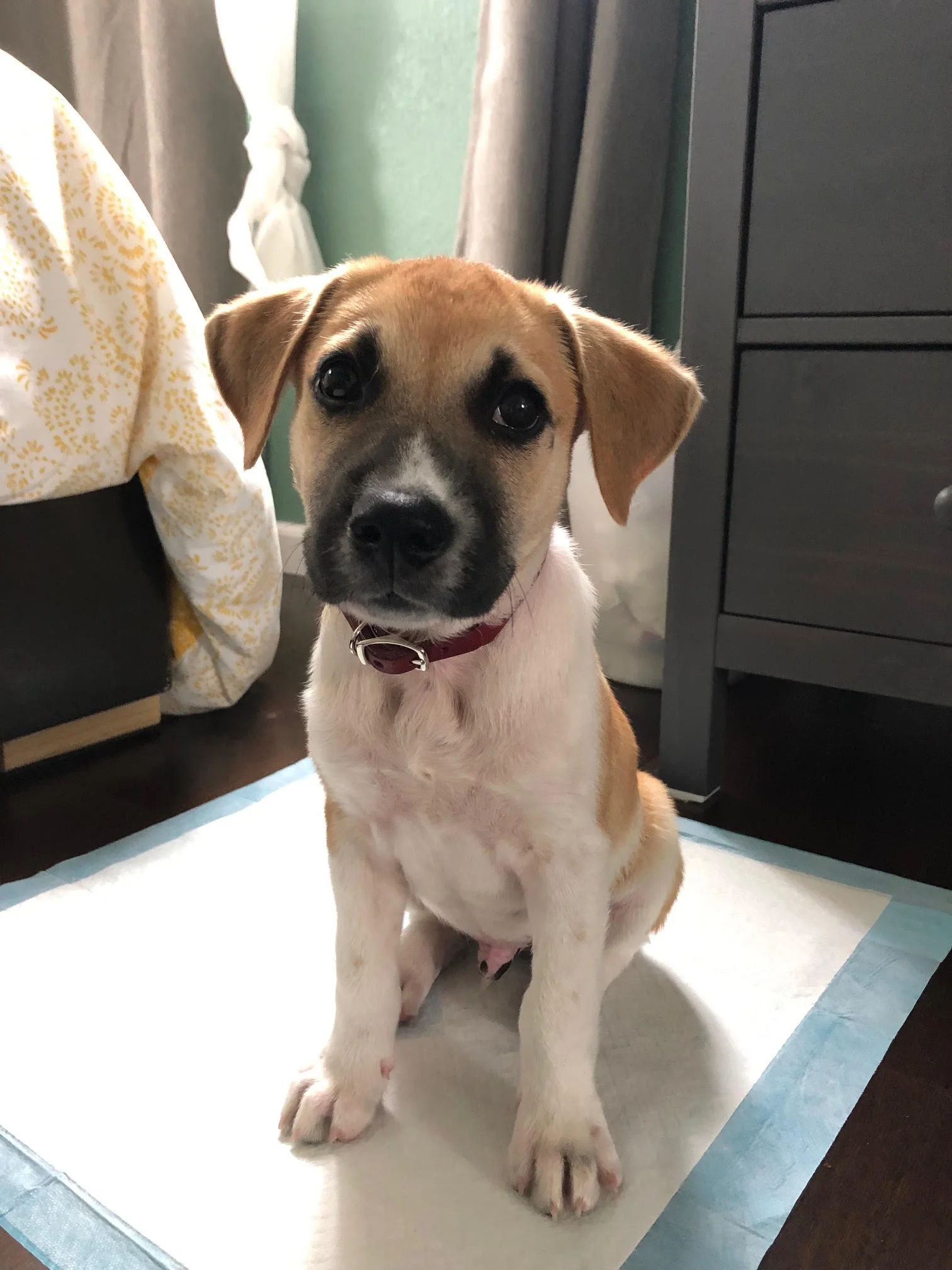 Puppy Charlie