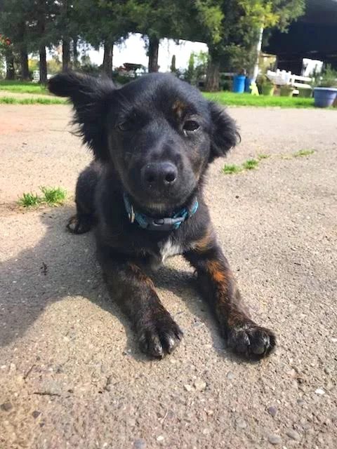 Puppy Ruby Tuesday