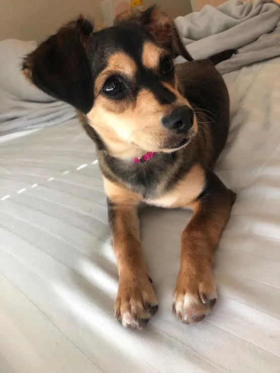 Bella Baby