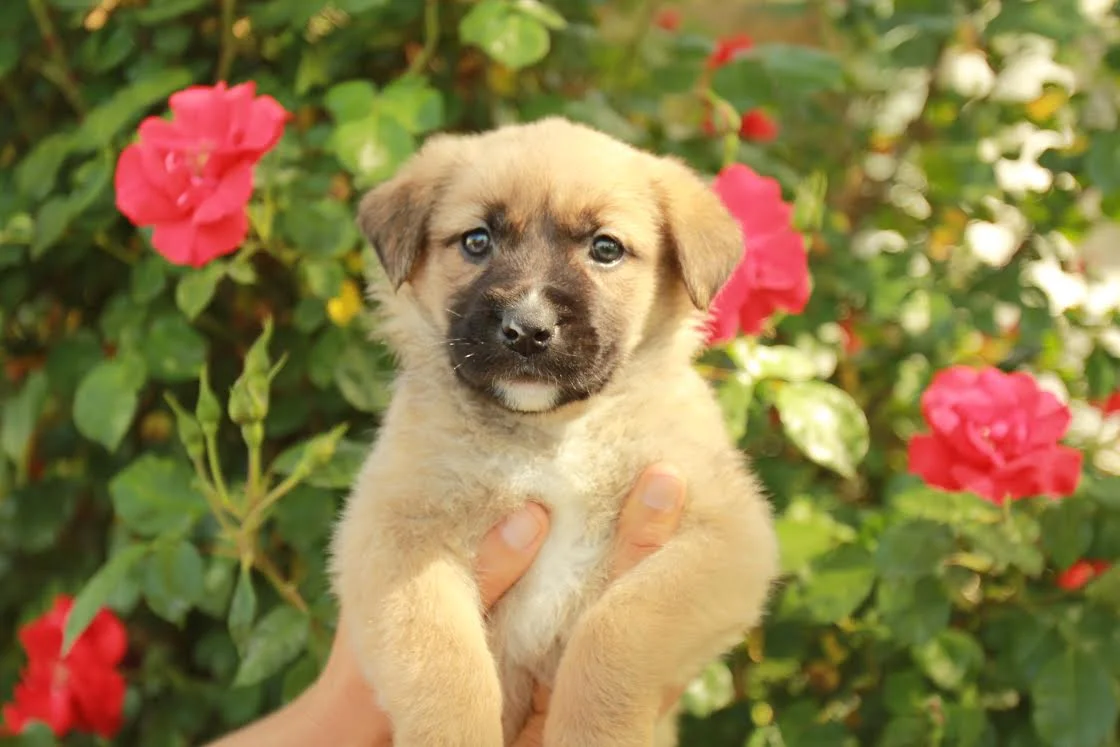 Puppy Mia