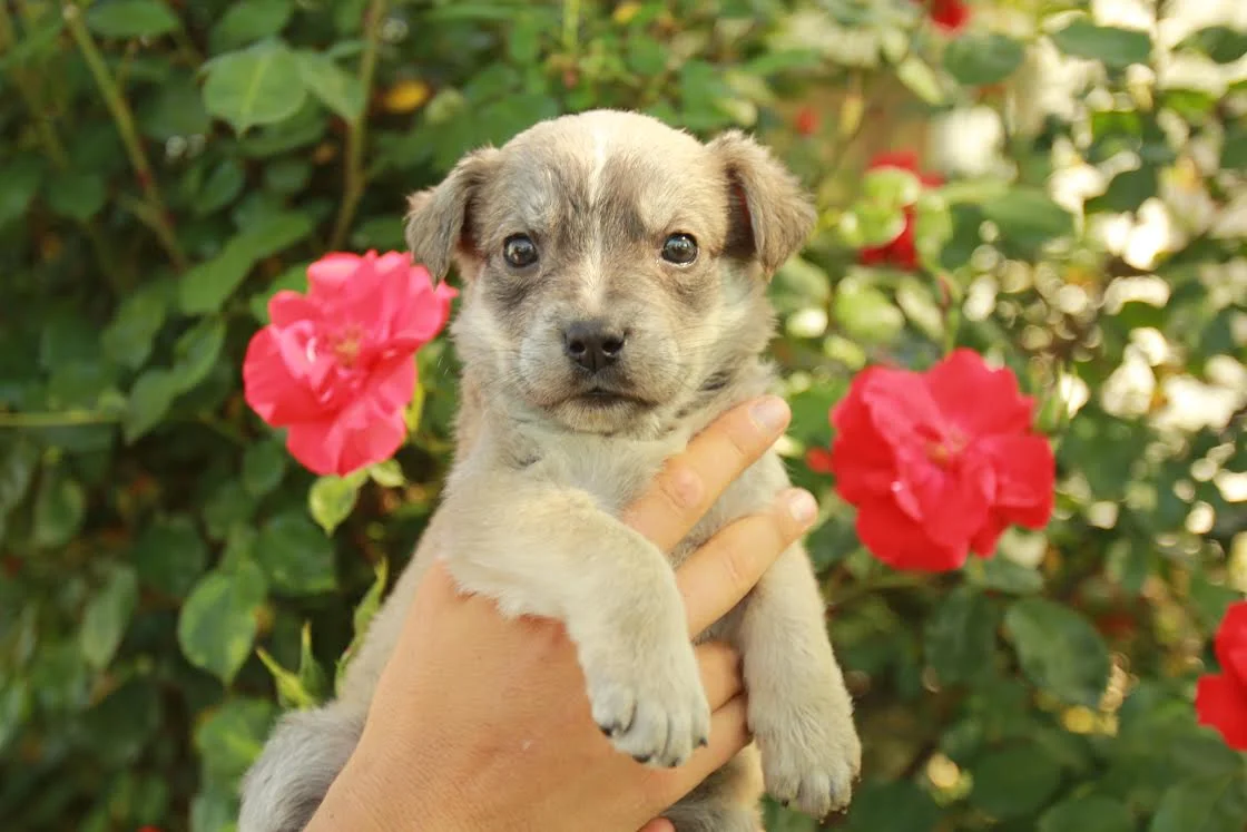 Puppy Luna