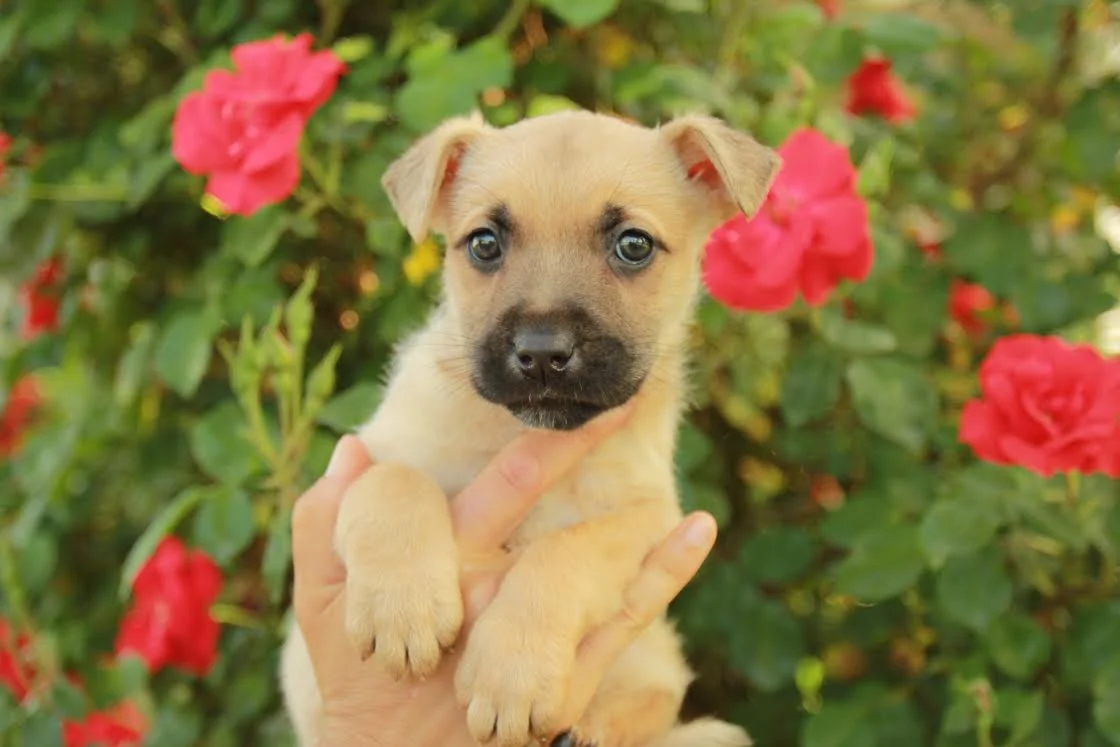 Puppy Jackie
