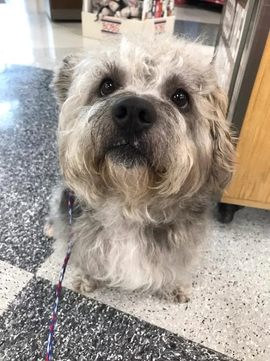 Winston