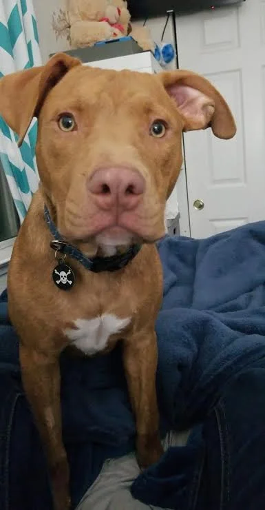 Bandit (Courtesy Post)