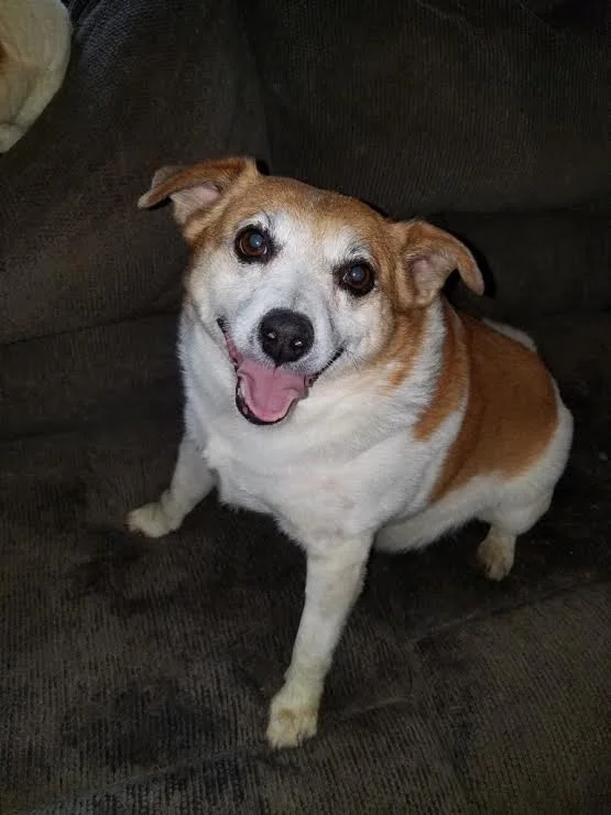 Romeo (Courtesy Post) 