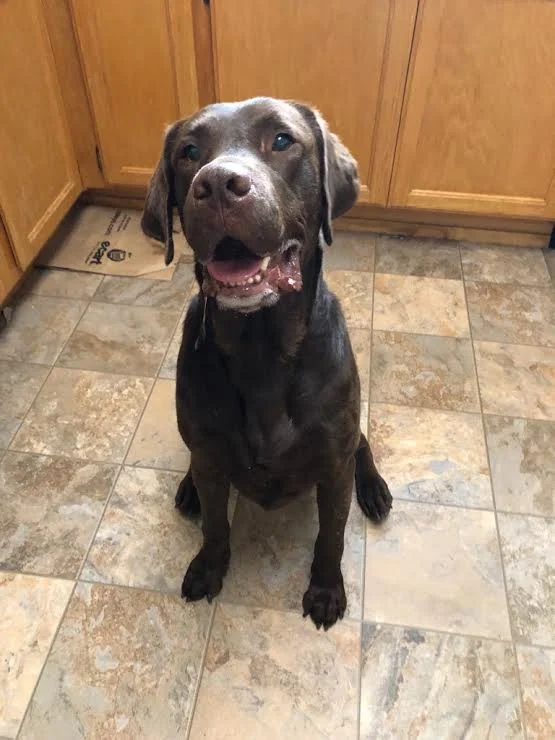 Jessie the Lab