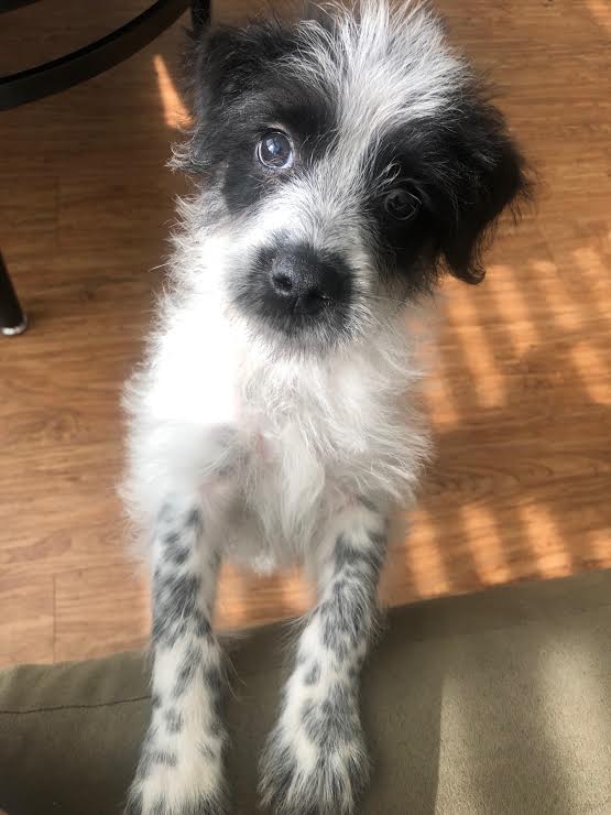 Puppy Snickerdoodle