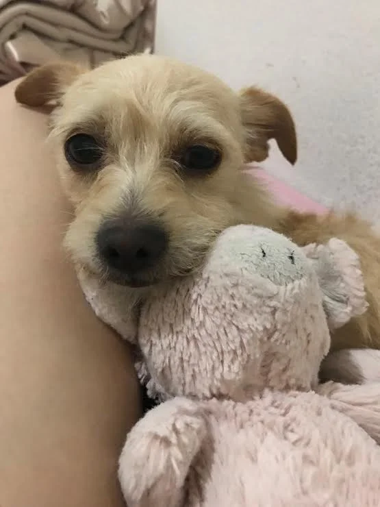 Darlin' Daphne