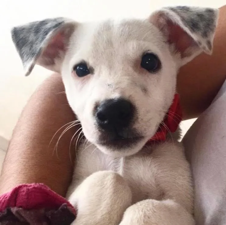 Baby Beto