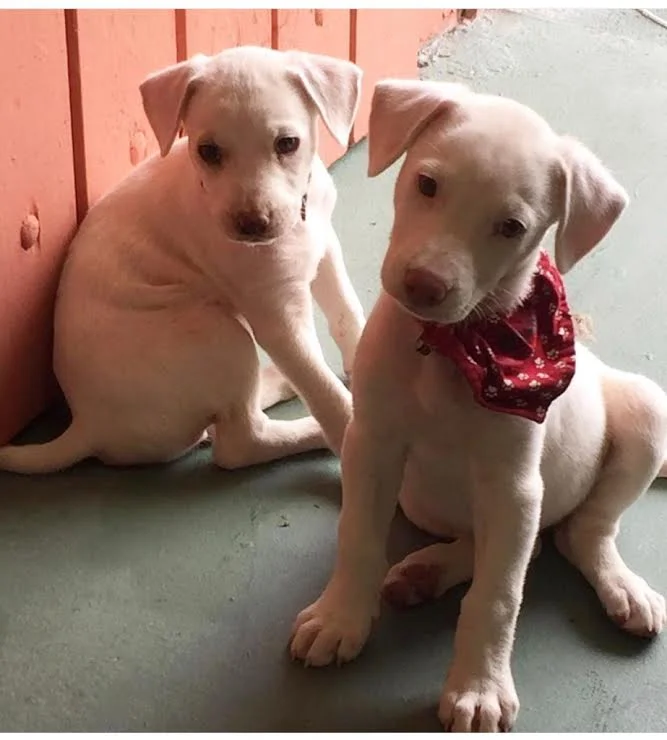 Puppy Maggie &amp; Molly