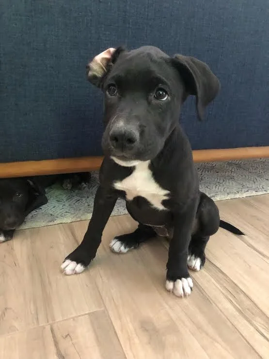 Puppy Dory