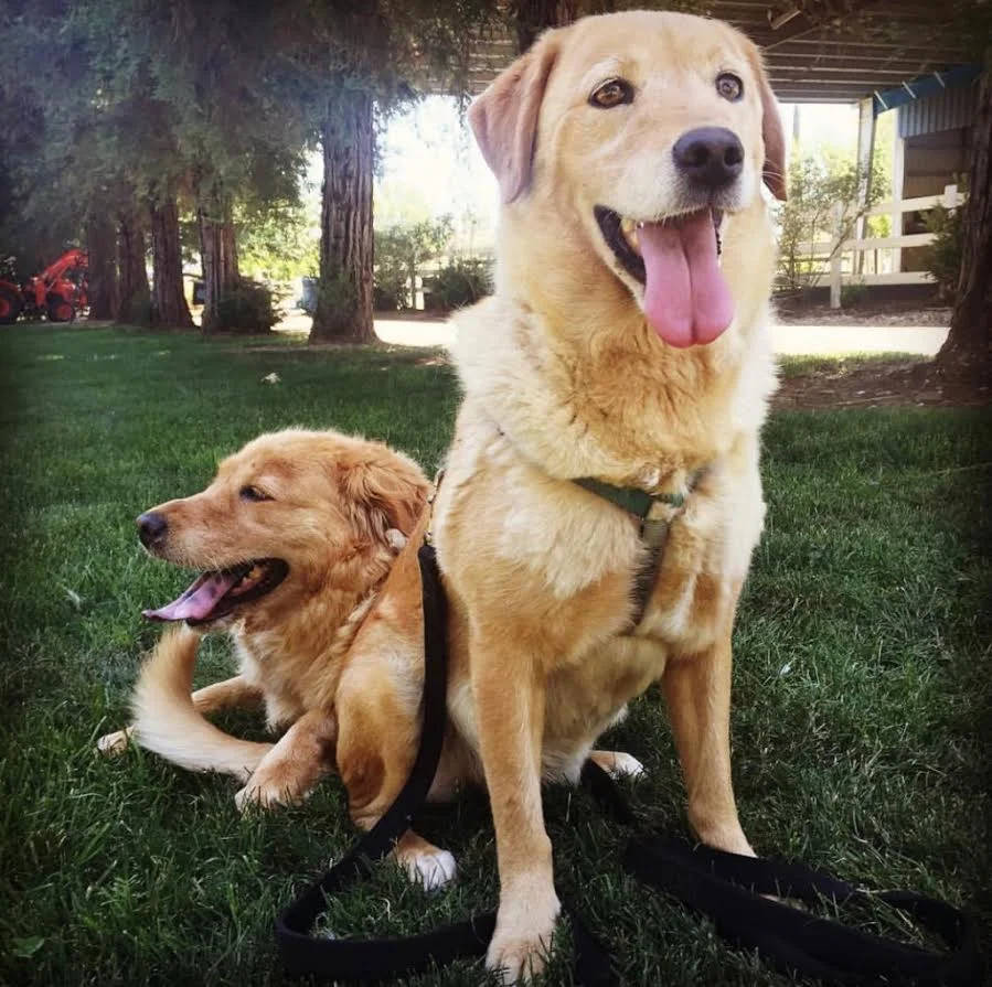 Daisy & Baboo