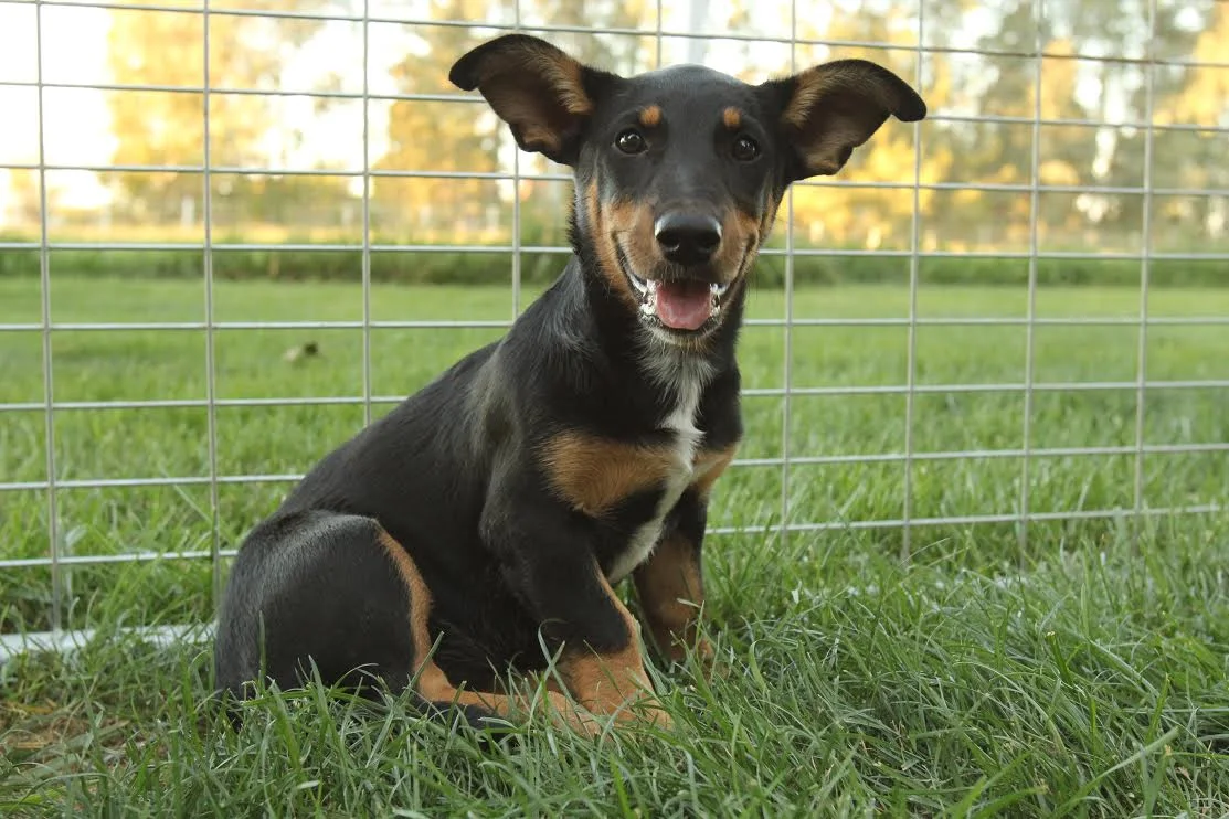 Puppy Koda