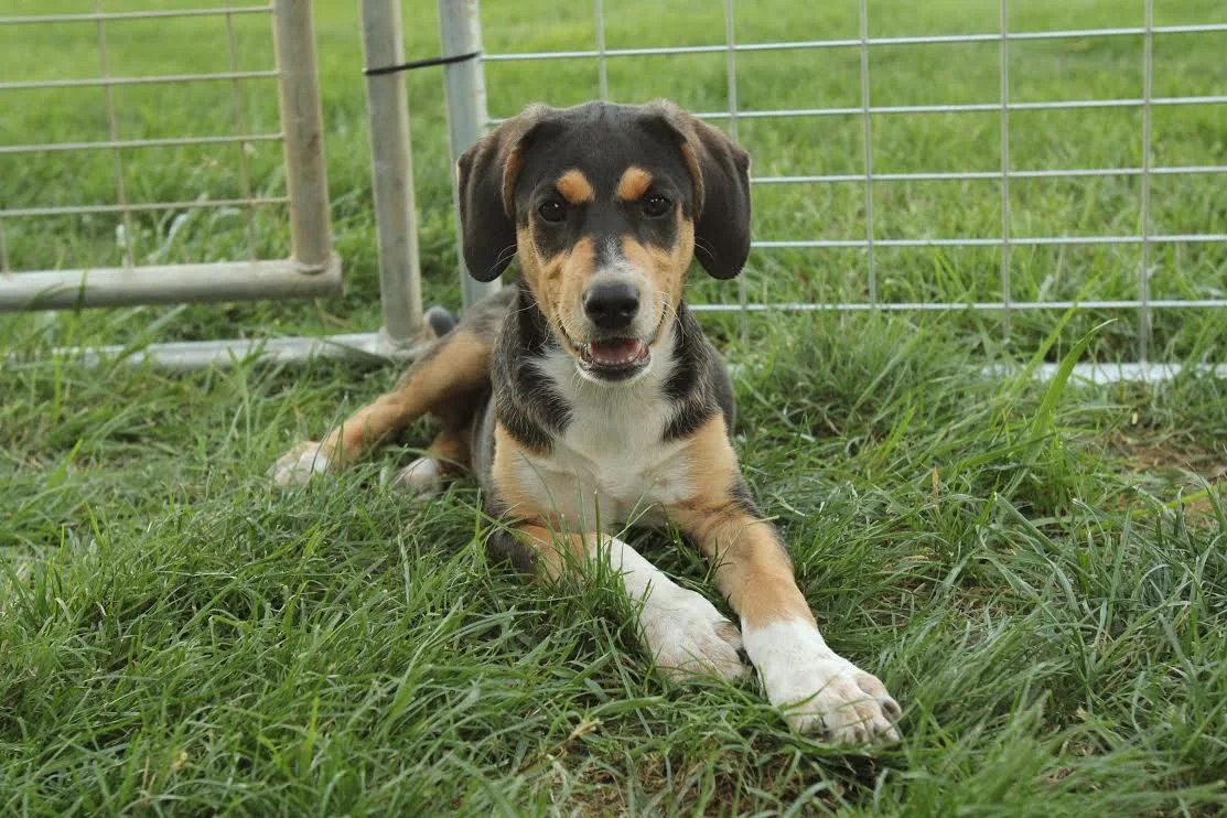 Puppy Sofie