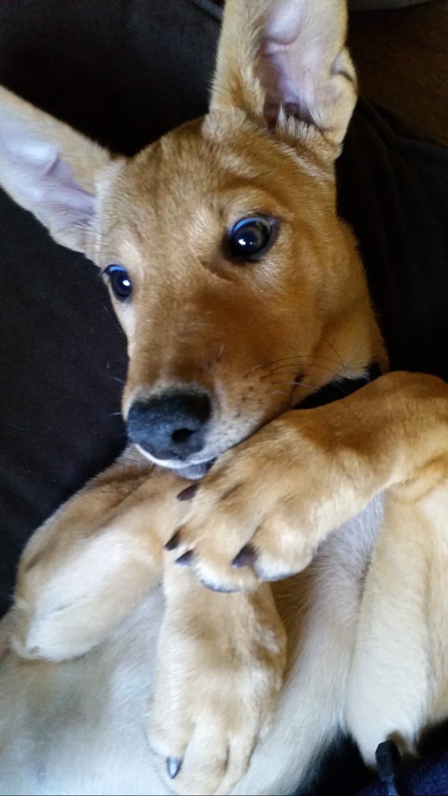 Bailey-1.jpeg