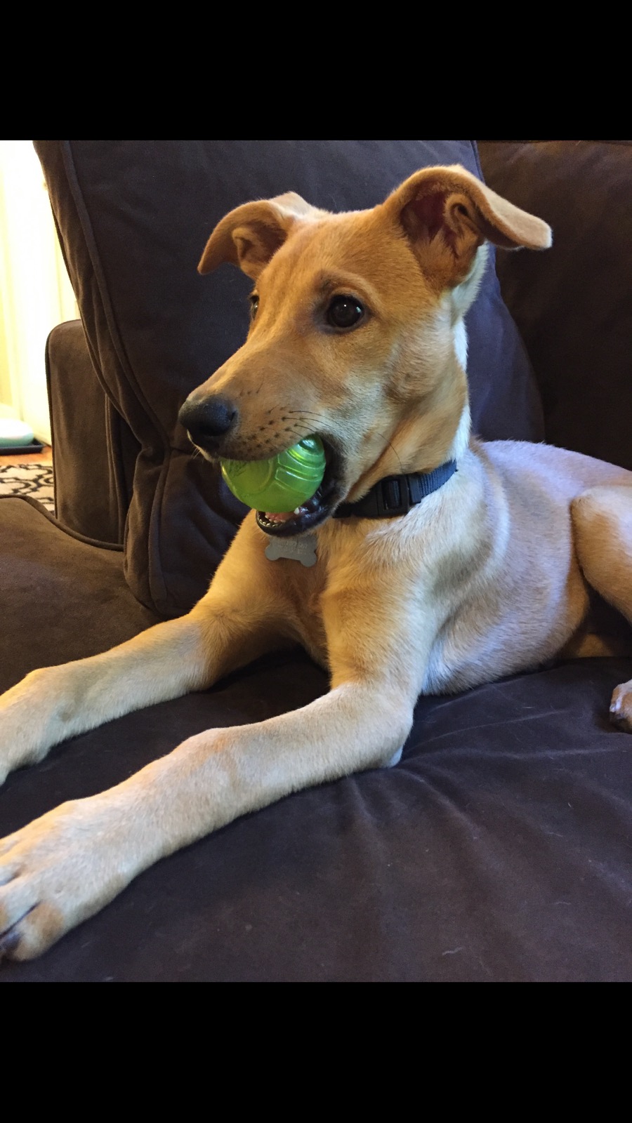 Bailey-4.jpeg