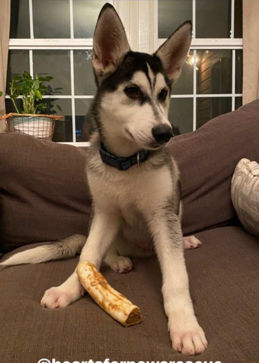 Balto.jpeg