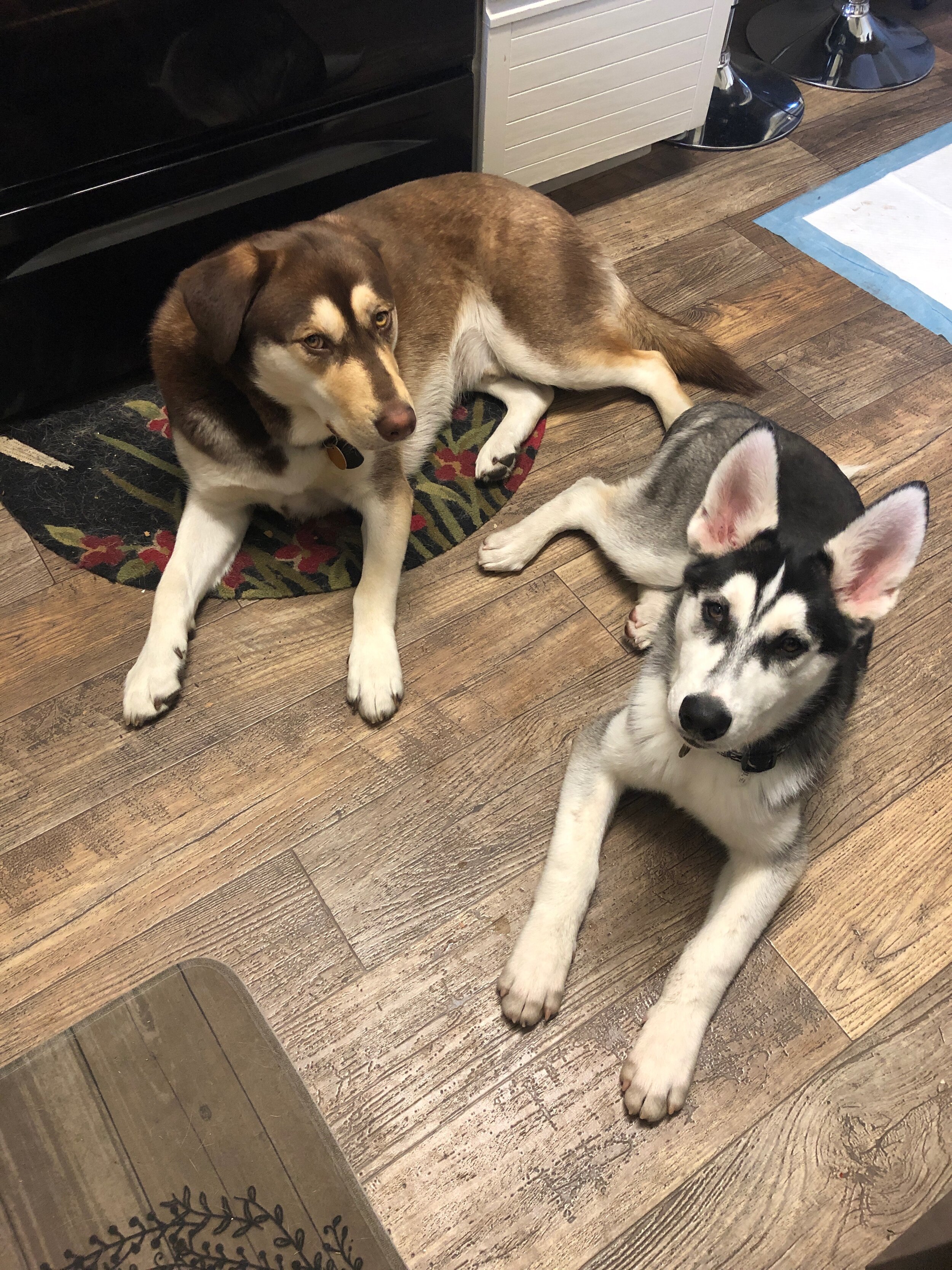 Balto-2.jpeg