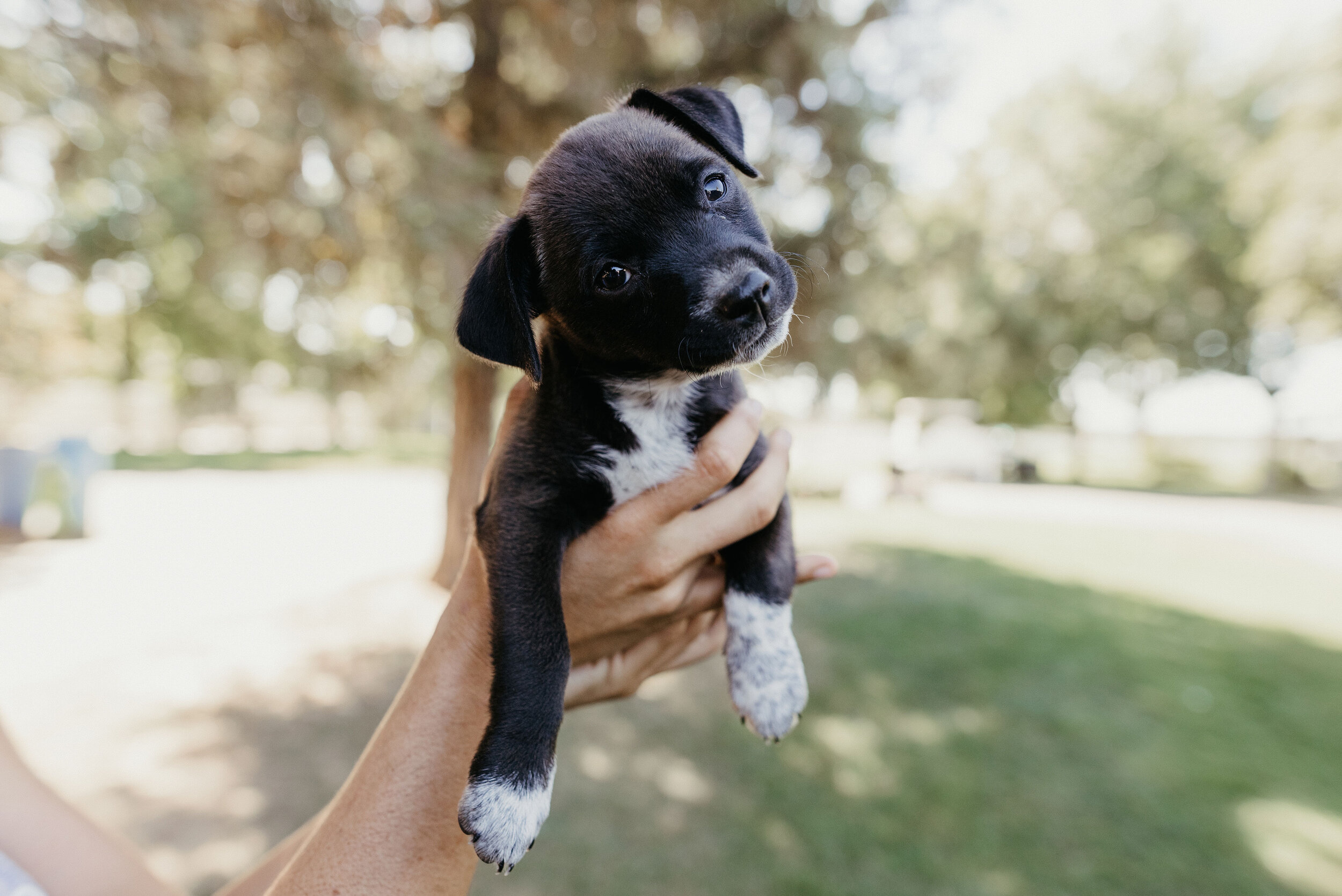 puppy rescue adoption near me