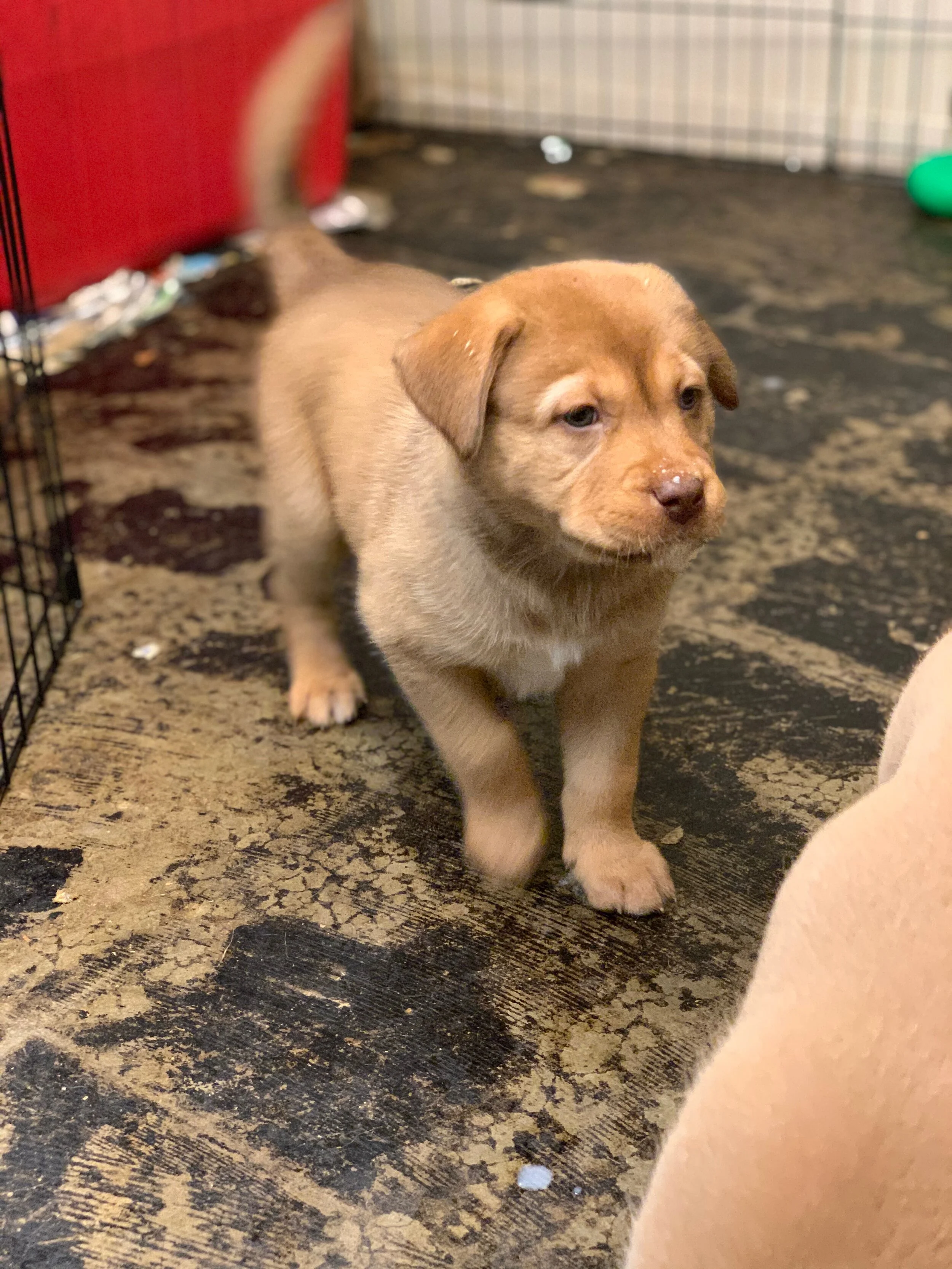 holly hope farm puppies