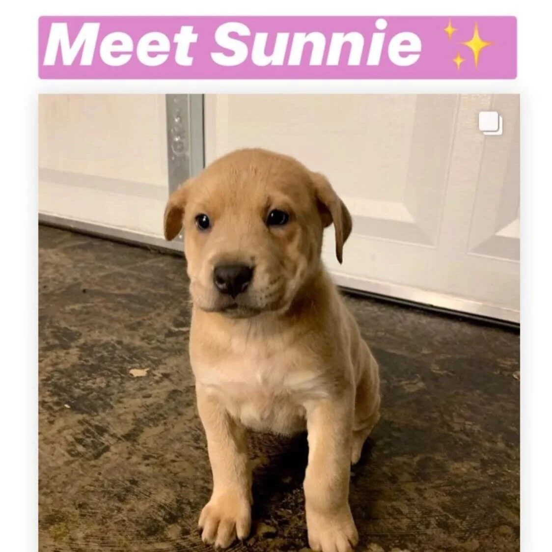 Sunnie