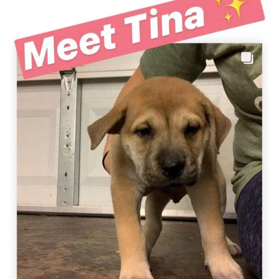 Tina