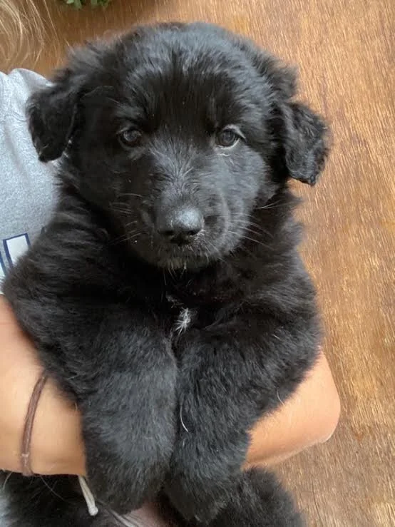 Puppy Logan