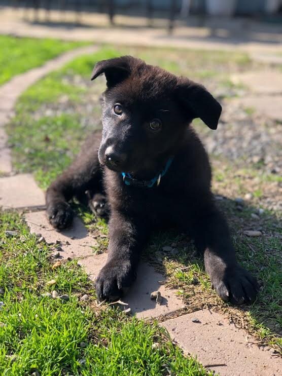 Puppy Lando