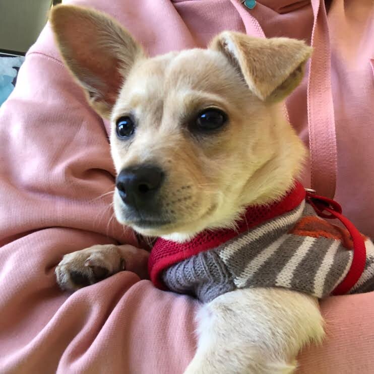 Baby Belle 