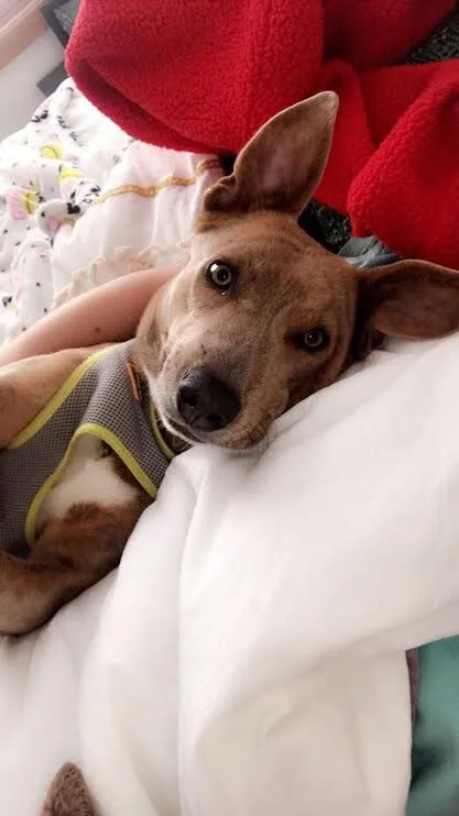 Petey