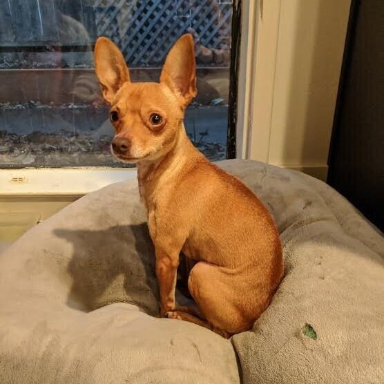 Gizmo