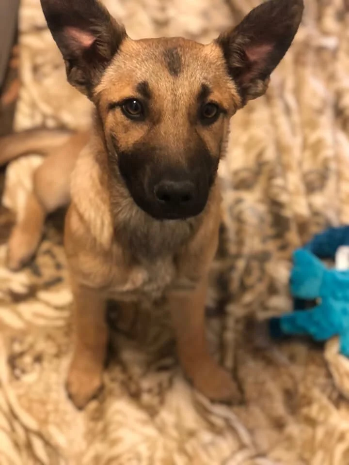 Puppy Ariel