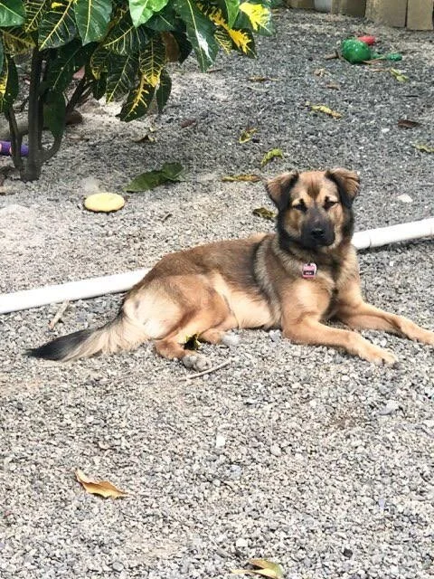 Puppy Mia