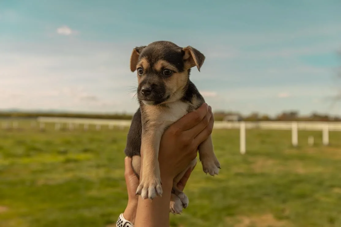 Puppy Carli