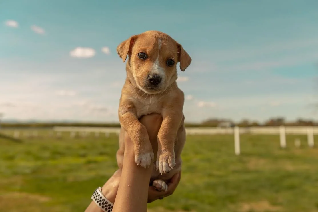 Puppy Clyde
