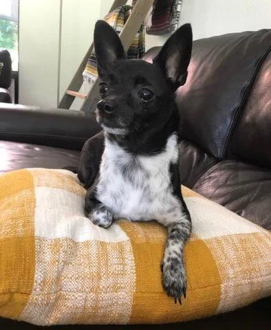 Belle