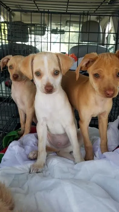 PB, Butters and Jelly