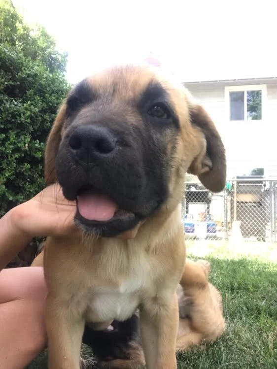 Bruno, Bruce &amp; Balto