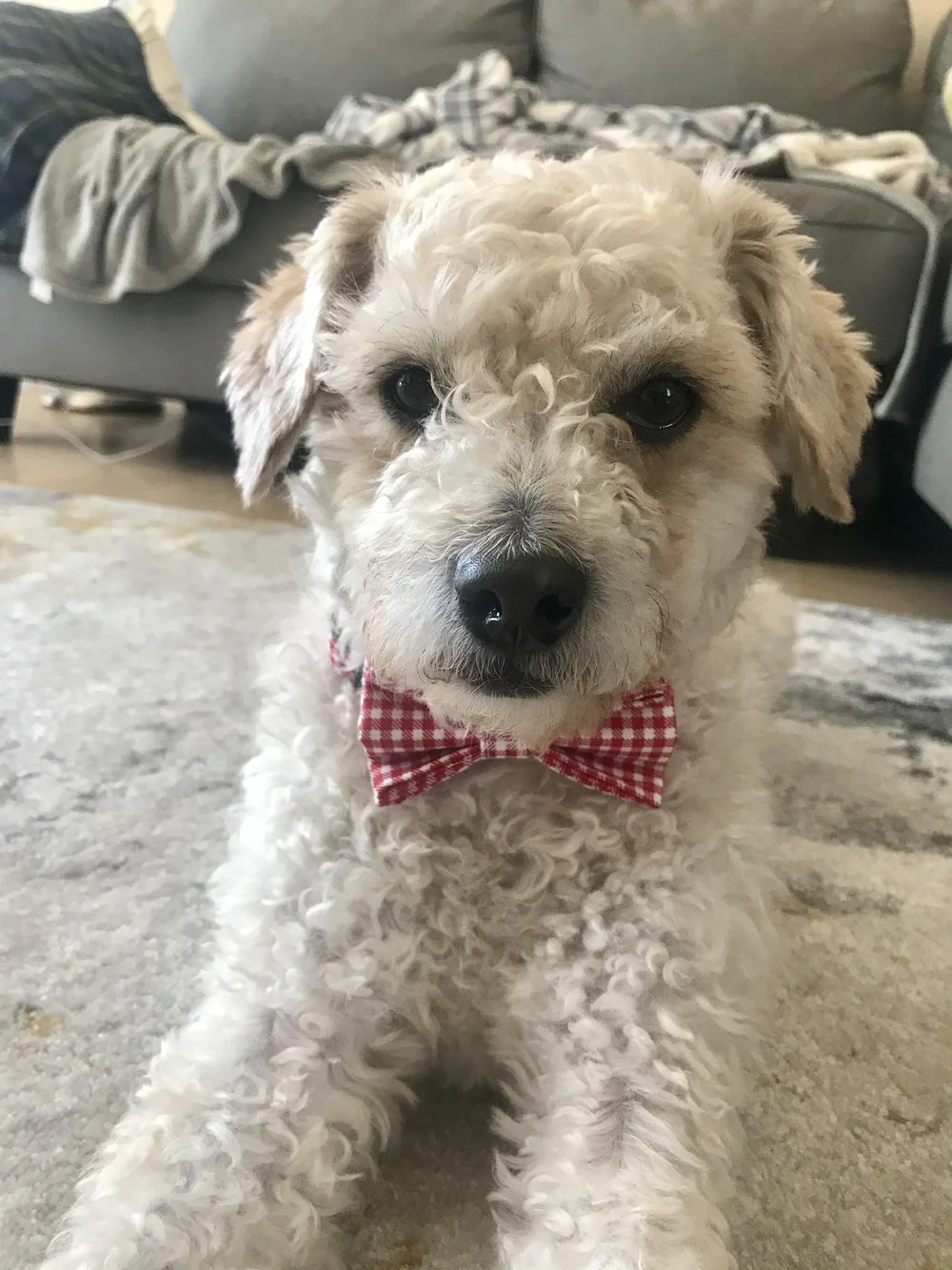Hippo — Hearts for Paws Rescue