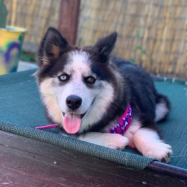 Meet Panda 💜 6 month petite husky looking for an active home committed to continued puppy training, daily exercise &amp; socialization 💜 learn more and apply at heartsforpawsrescue.com #adoptdontshop